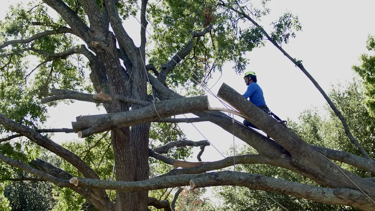 Professional Crown Thinning performed by certified arborists in Hahira